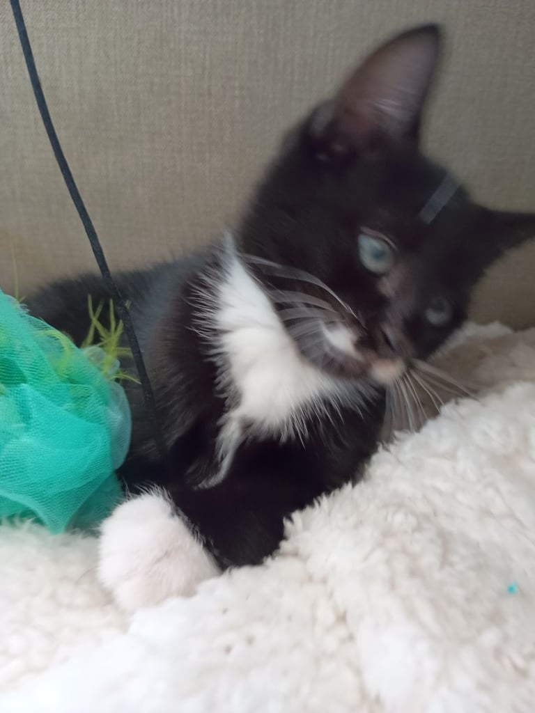 Kittens ready for new home