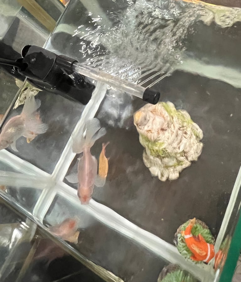 22L Aquarium Fish Tank Setup - Filter, Feeder, Food & Accessories - £40 (Complete Kit)