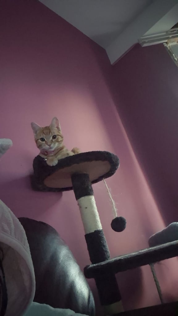 Female ginger tabby cat 
