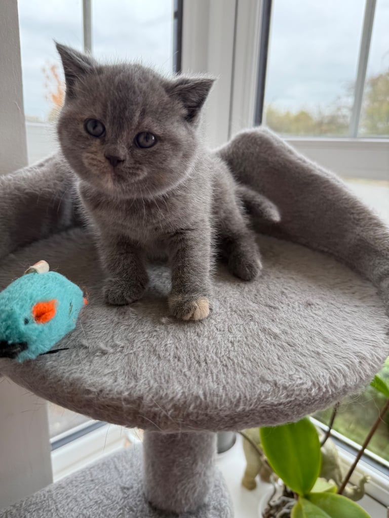 British shorthair kittens for sale £950