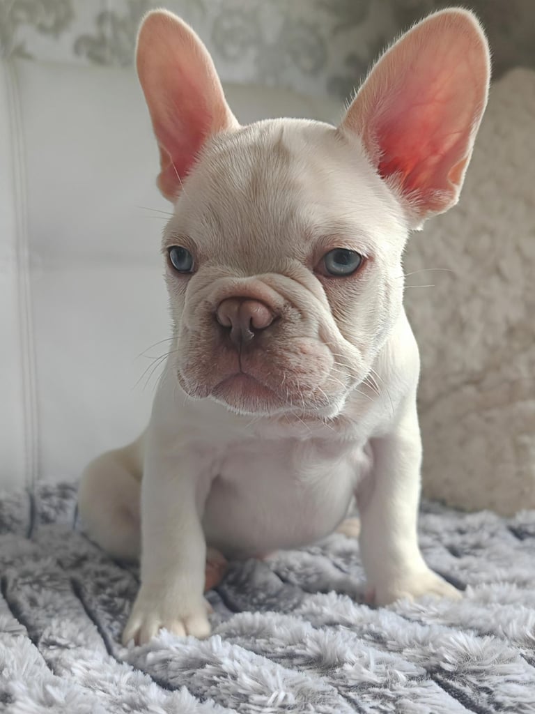 LAST ONE!! PRICE DROP !!PLATINUM MALE Chocolate merle and lilac fluffy carriers french bulldog