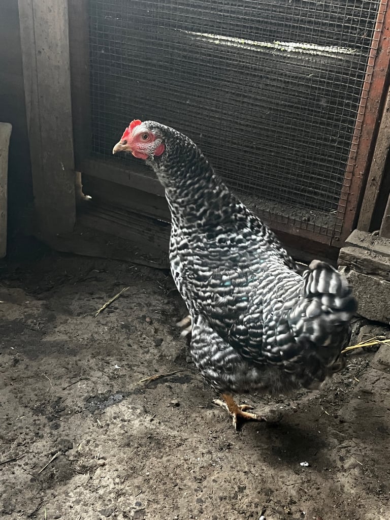 4 Ducks and 10 chickens 