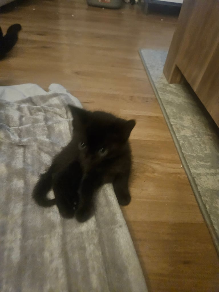 2 kittens available. 