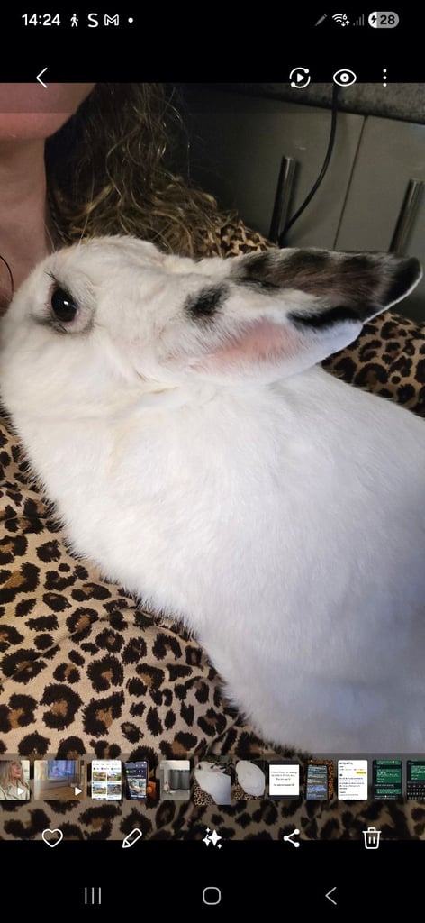 Male & Female Rabbits Looking For A New Loving Home
