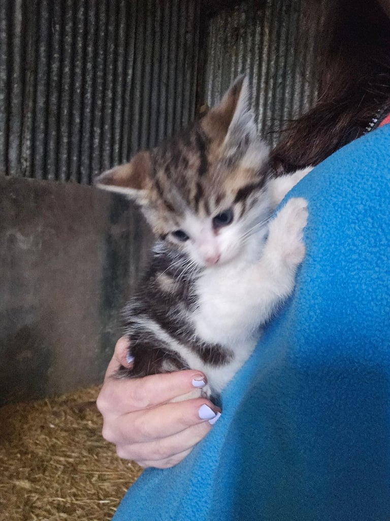 Stripey kitten. Ready to go