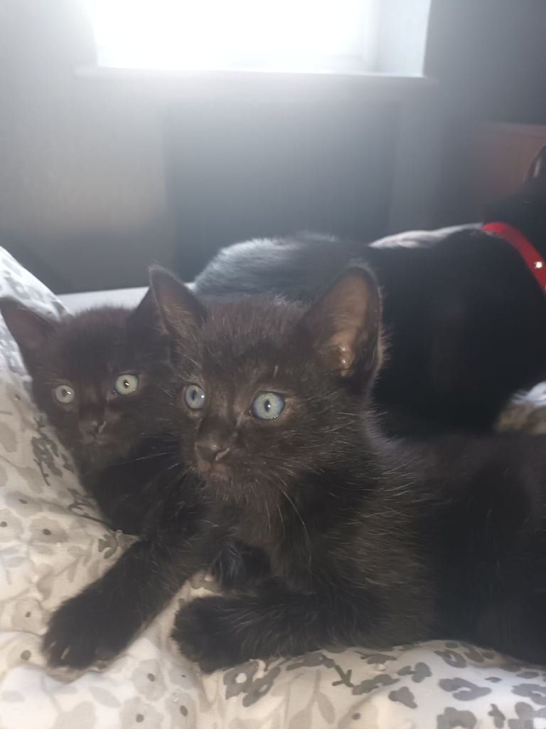 2 gwjus kittens 