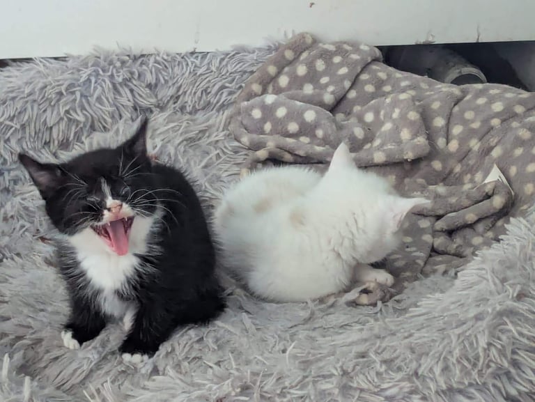 3 Kittens for sale £50 each