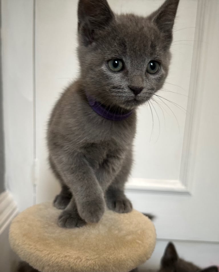 Russian Blue Kittens 