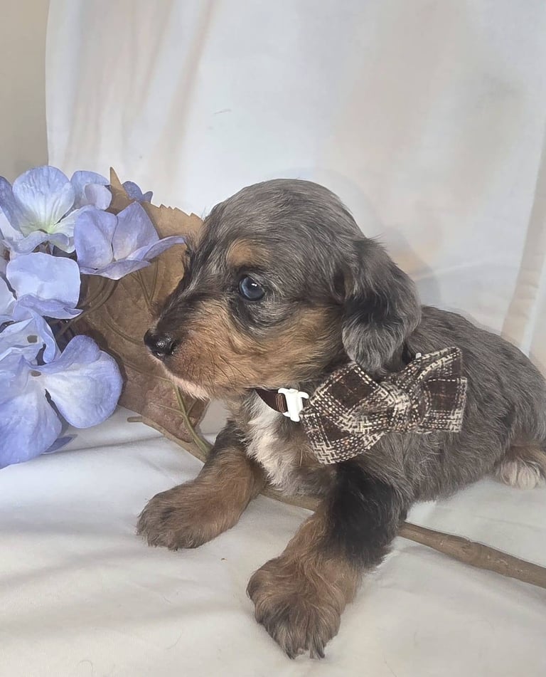 Gumtree Dachshund Puppies Gumtree Brown Schnauzer