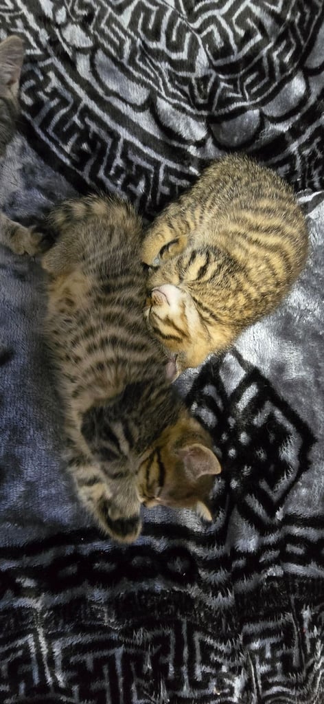 Kittens