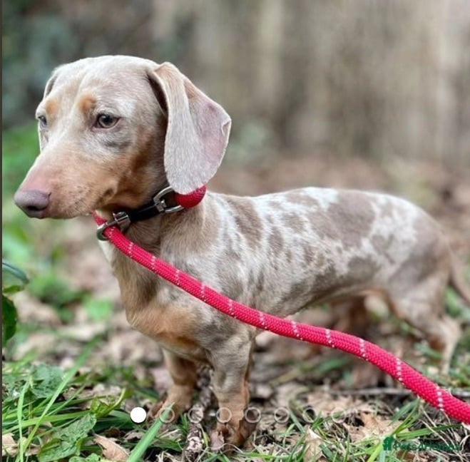 Ready to go! 1 boy left Miniature dachshunds puppies 