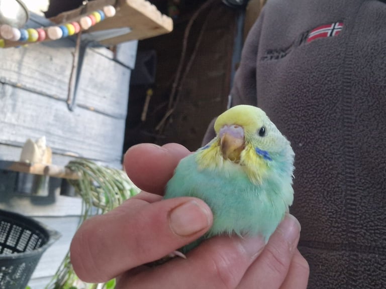 2x baby budgies £50 each