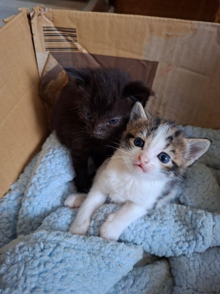 image for Beautiful Kittens for Sale 