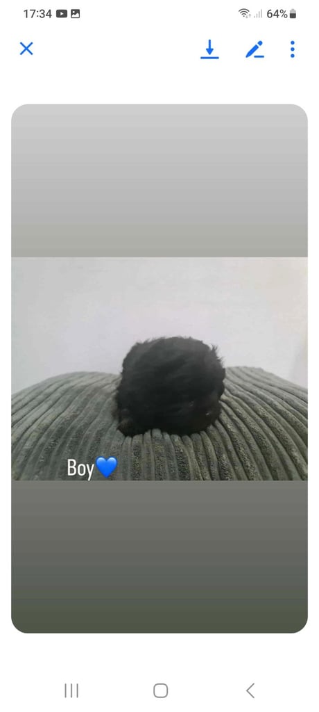 Beautiful shihpoo puppies 