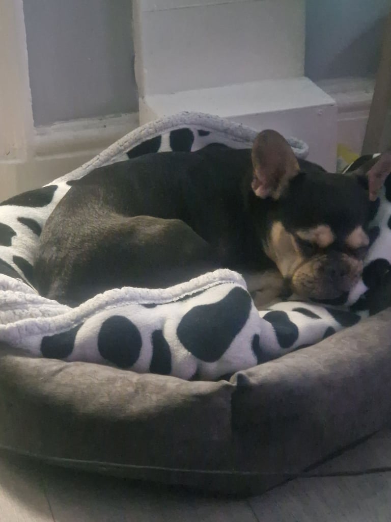 French bulldog for sale