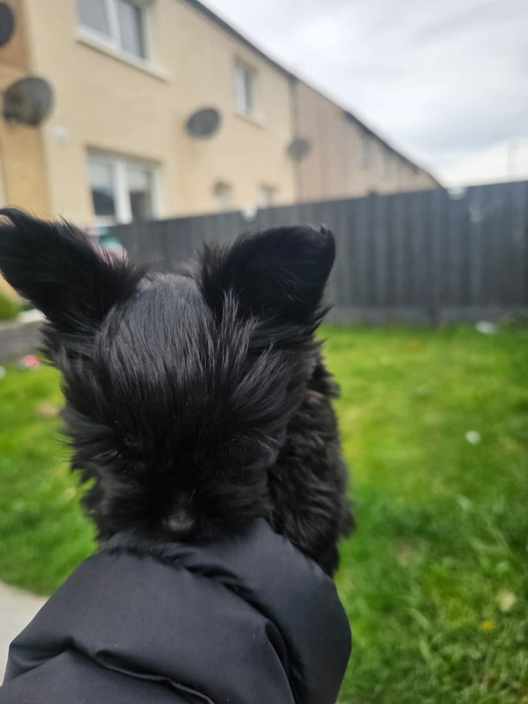 Yorkshire terrier Black . READY NOW 