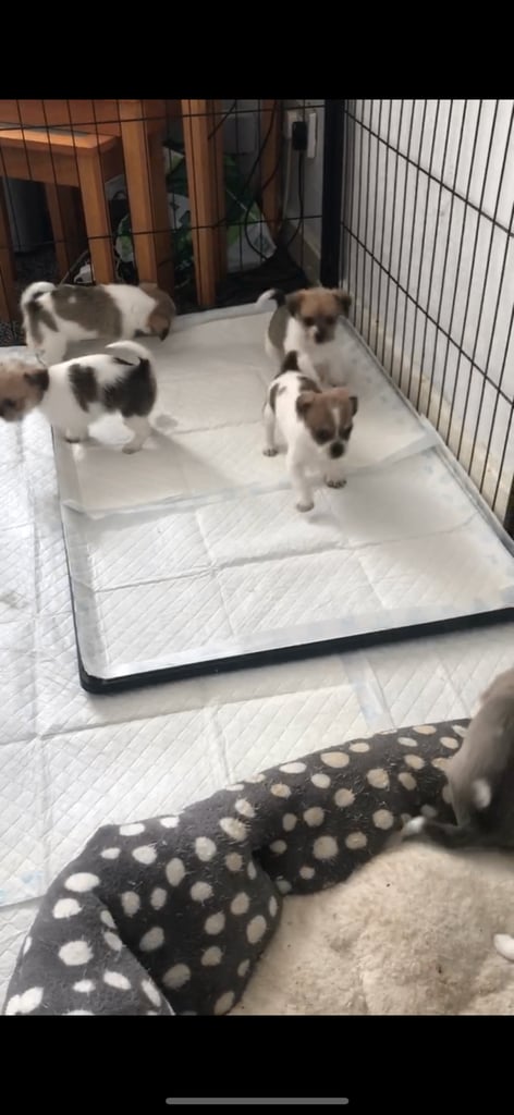 Shih tzu x chihuahua puppies 