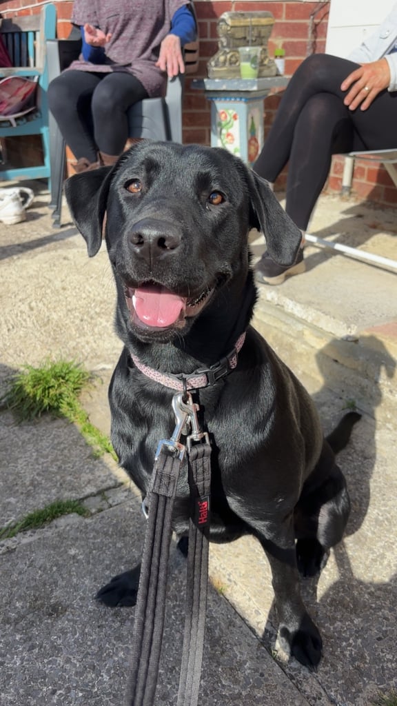 BEAUTIFUL LABRADOR FOR SALE !!