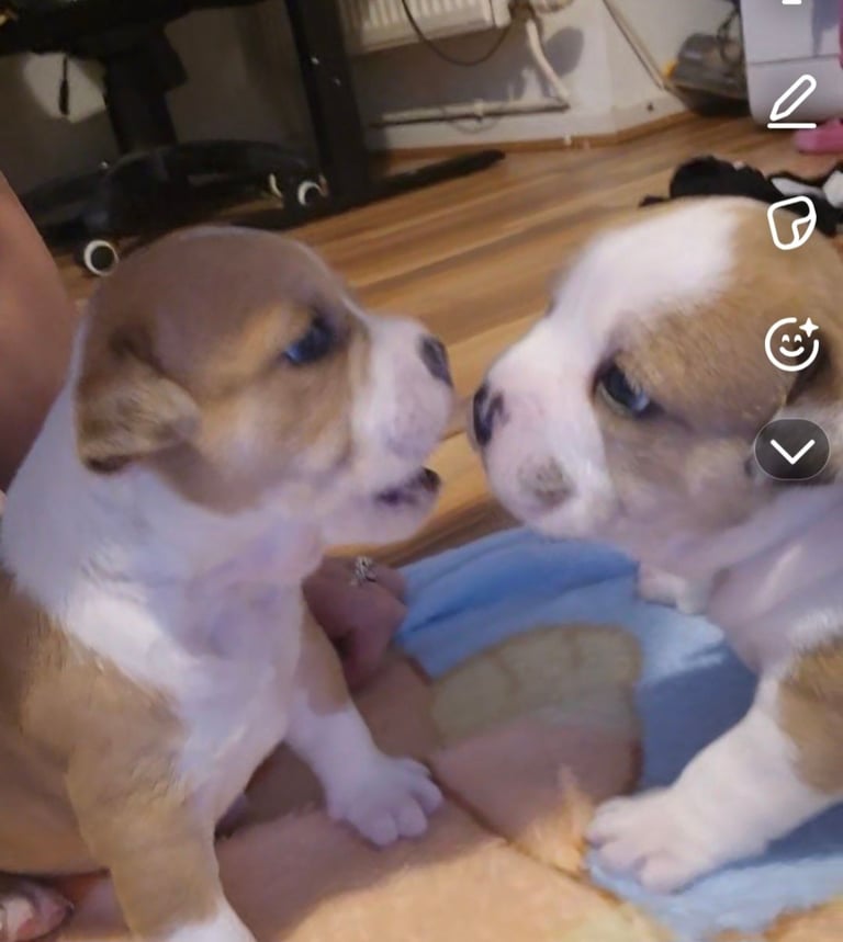 Bell bells and marley 