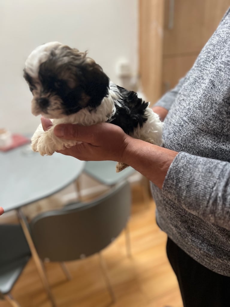 Maltese