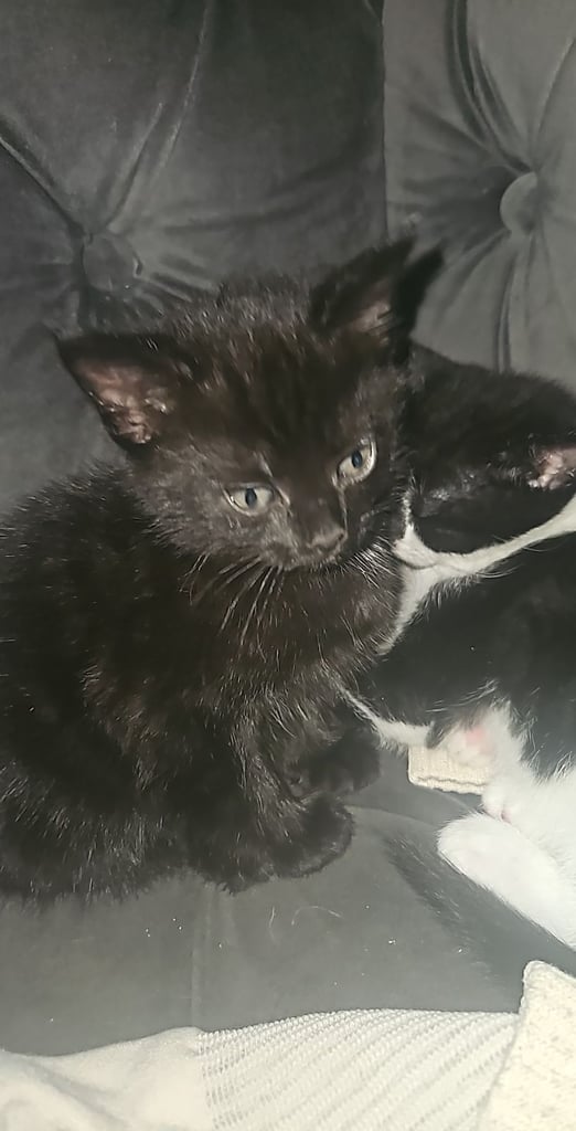 Black kittens for sale 