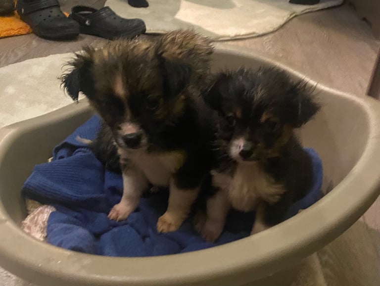 image for Chihuahua x small jack Russell 