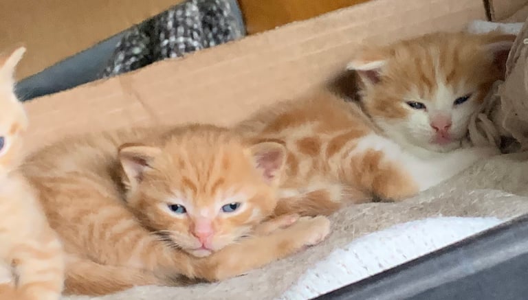 Selling fast 2 left! Cutest 1/2BSH 4 male ginger gorgeous kittens 