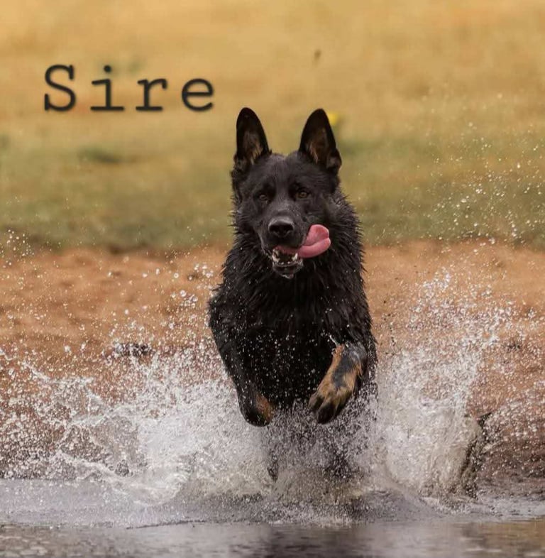 KC Reg German Shepherd Puppies-Ready to leave!