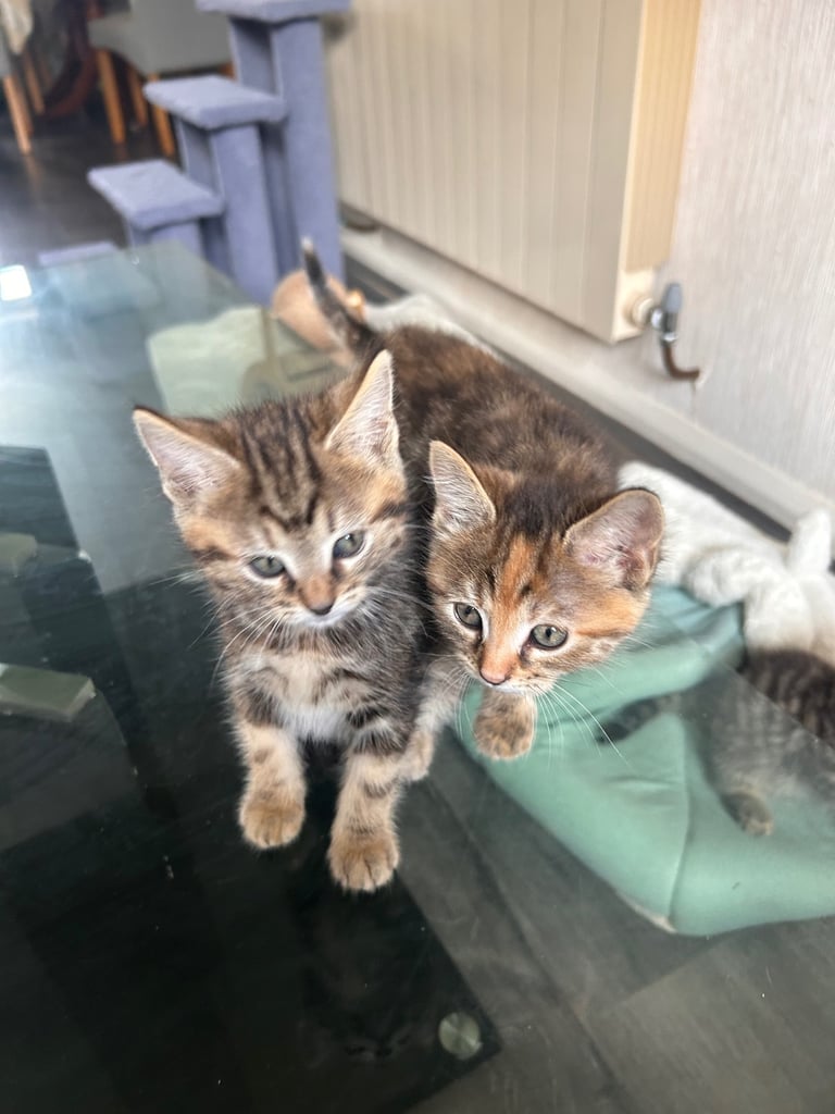 🐾 Adorable Kittens Looking for Their Forever Homes – 2 Girls & 3 Boys🐾