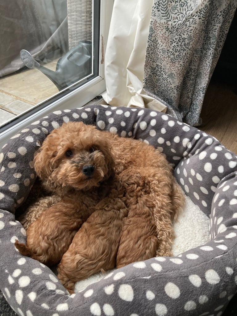 F1B COCKAPOO PUPPY
