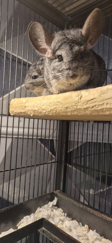 Chinchillas for sale