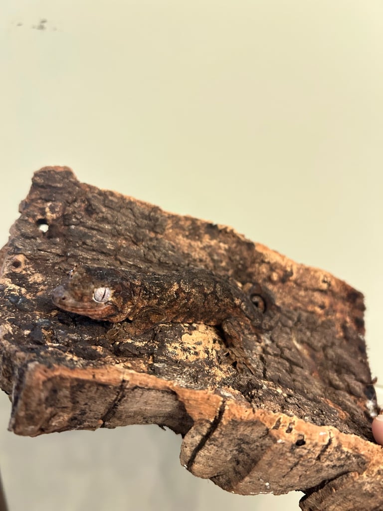 9 month old Chahoua geckos