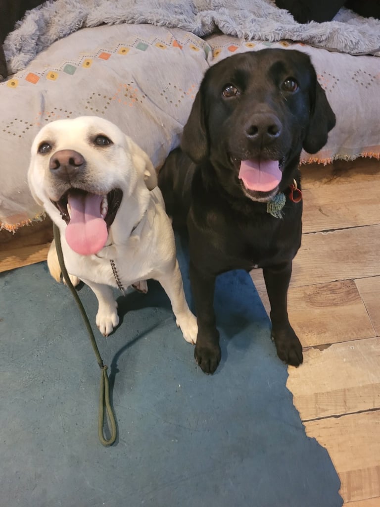 KC Labrador retriever 27.11.2025