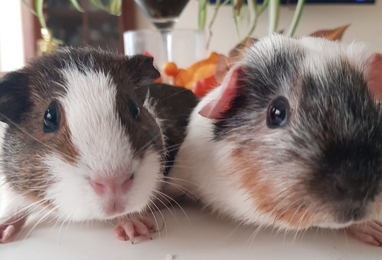 image for Babies Guinea pigs 