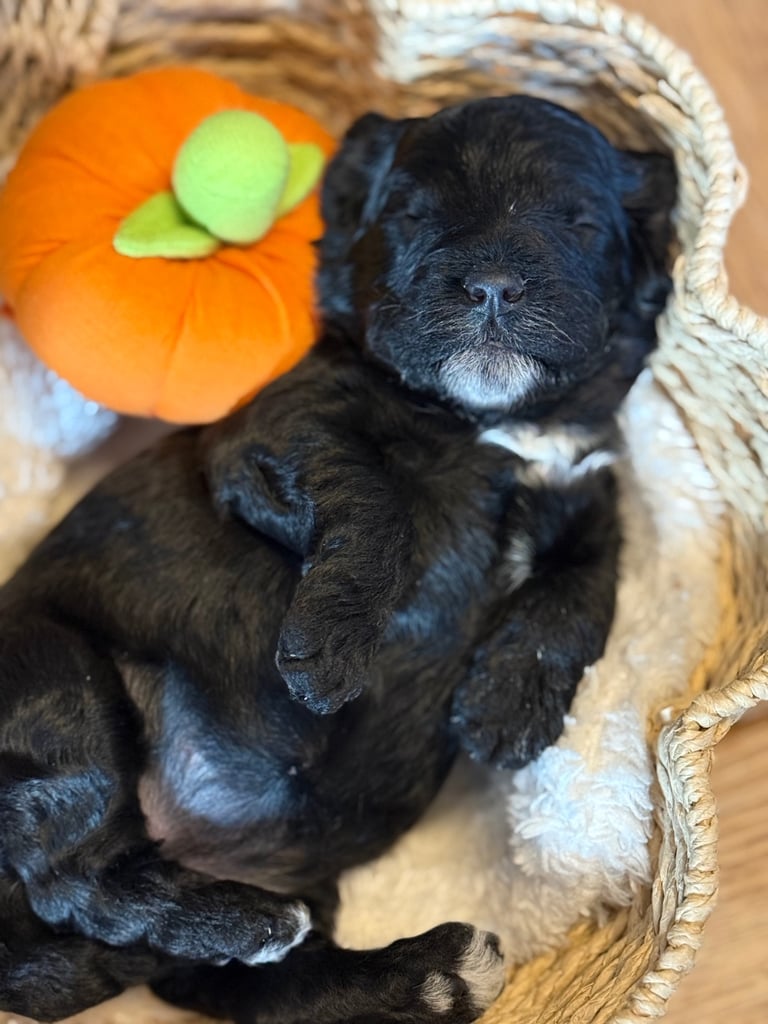 Cockapoo puppies 