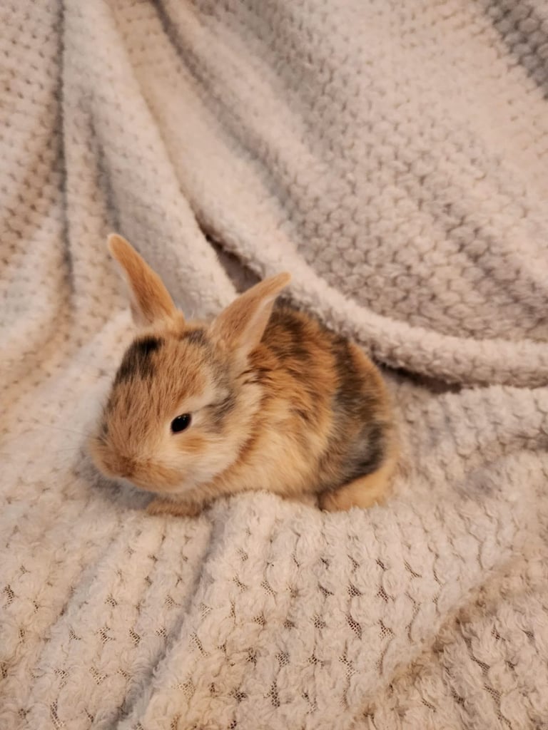 image for Baby rabbits 