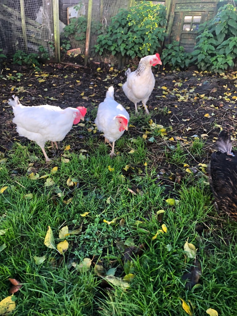 Hens for rehoming 