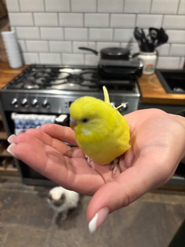 Hand tame budgie & set up(bargain)