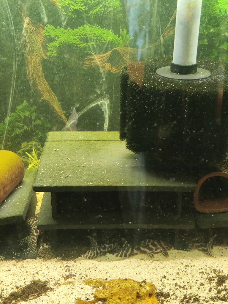 L236 and l066 pleco for sale