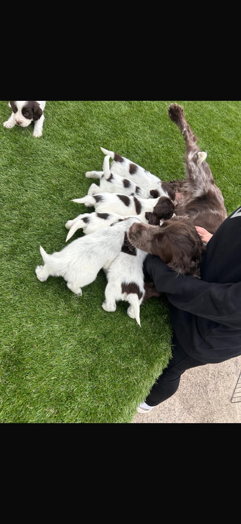 Cocker spaniel puppies4girls1boy left  READYTOLEAVE
