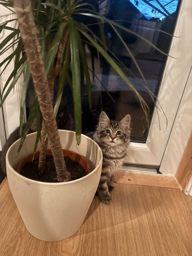 2 beautiful ragdoll tabby kittens ready for there forever homes