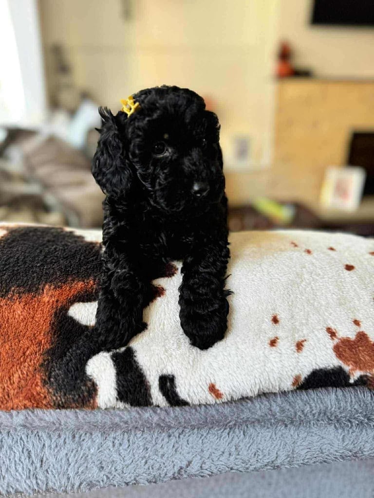 Cockapoo puppies 2 girls 2 boys