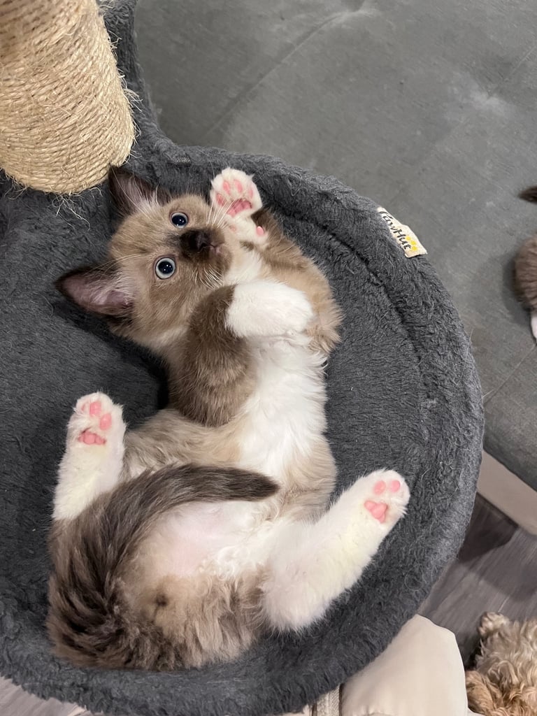 Rare mink ragdoll kittens 