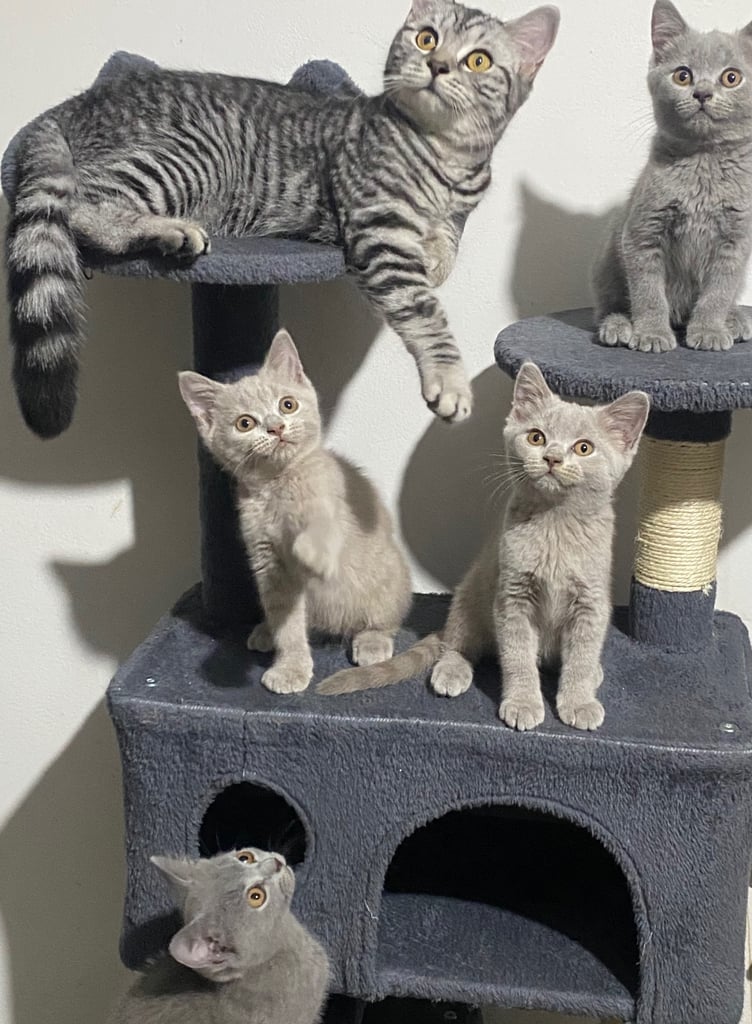 ✨Adorable British shorthair kittens ready to leave!✨
