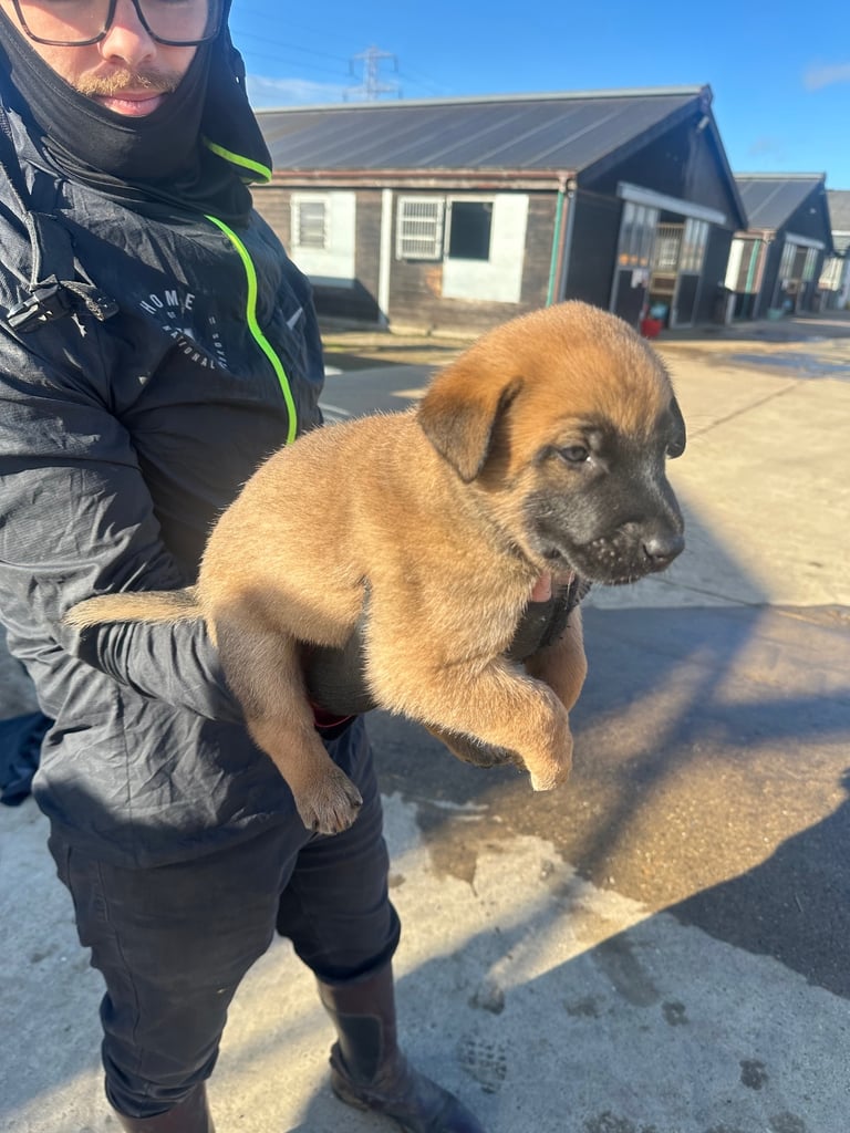 🐾🐾Belgium Malinios pups🐾🐾