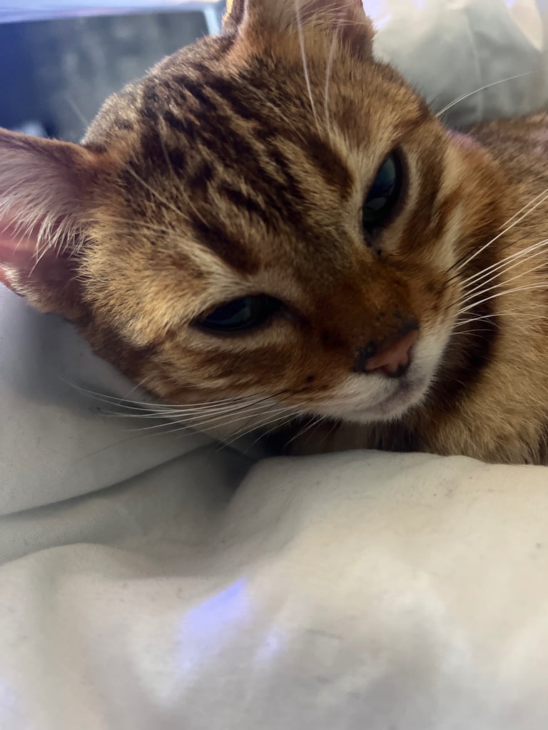 Full pedigree female bengal f4 cat 1 years old price negotiable 