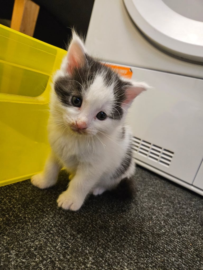 Kittens For Sale - Maine Coon Mother 