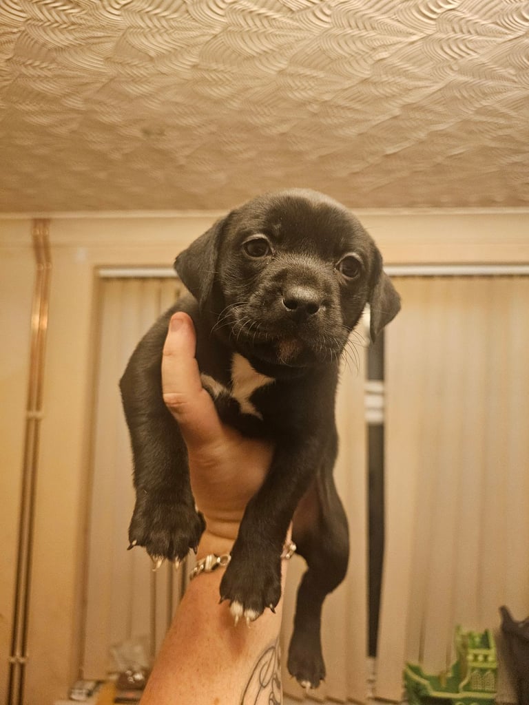 image for Female staffy x lab
