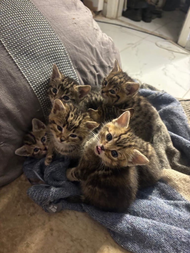 Tabby kittens 