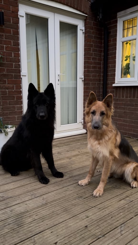 *READY* RARE BLUE/BLACK KC REG GSD PUPS 💙 🐾